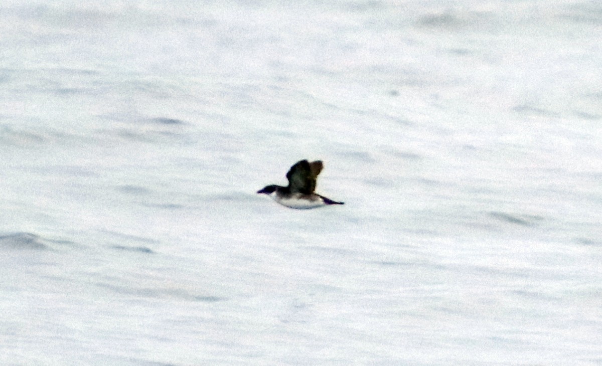Peruvian Diving-Petrel - ML624949694