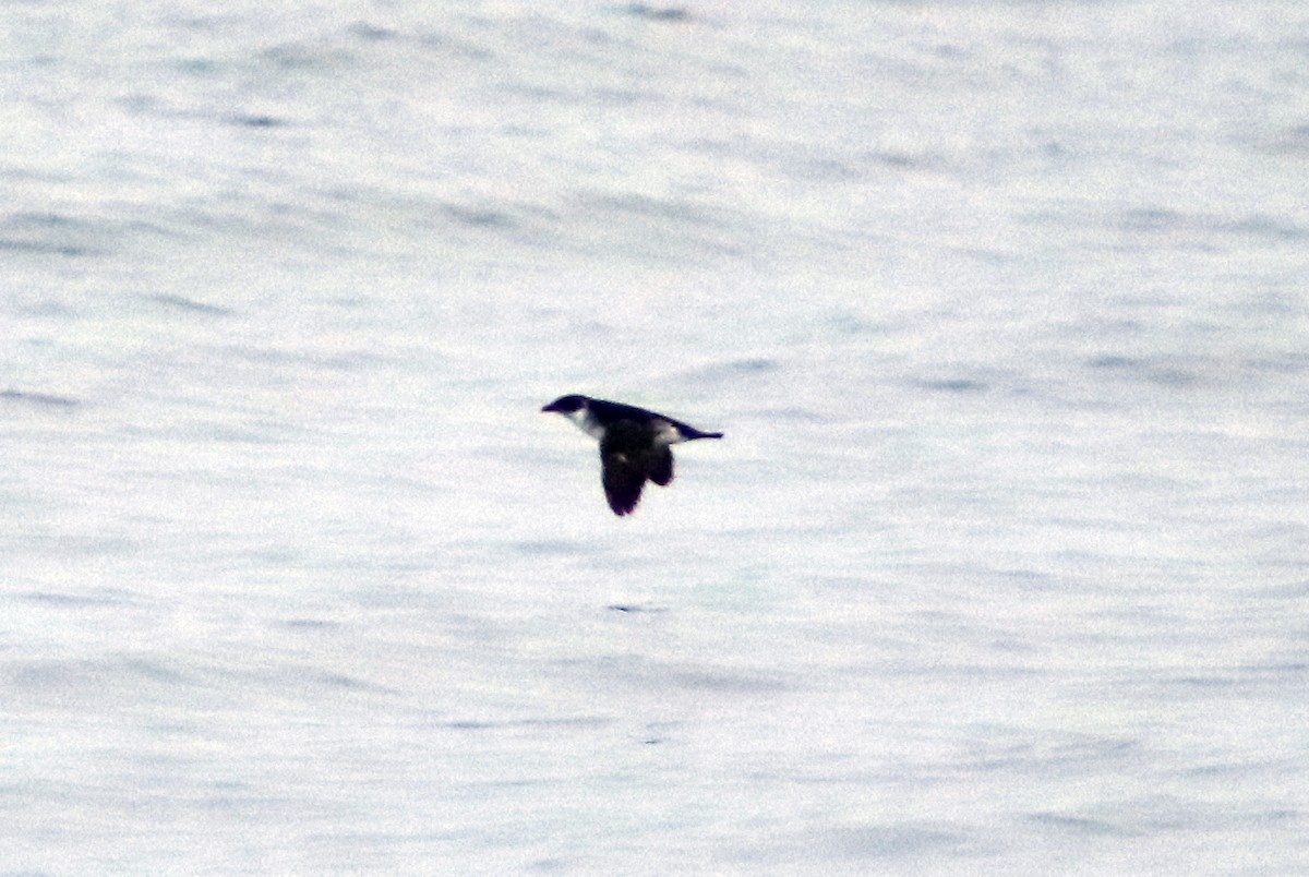 Peruvian Diving-Petrel - ML624949695