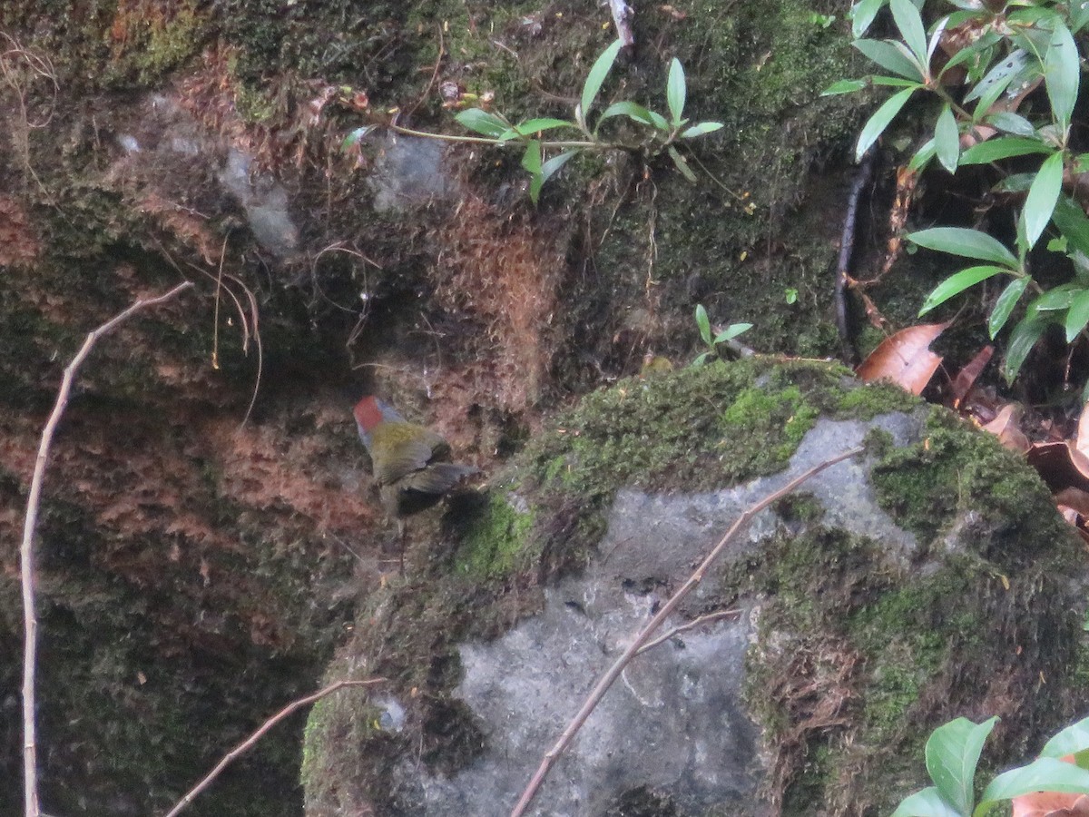 Olive Finch - ML624949723