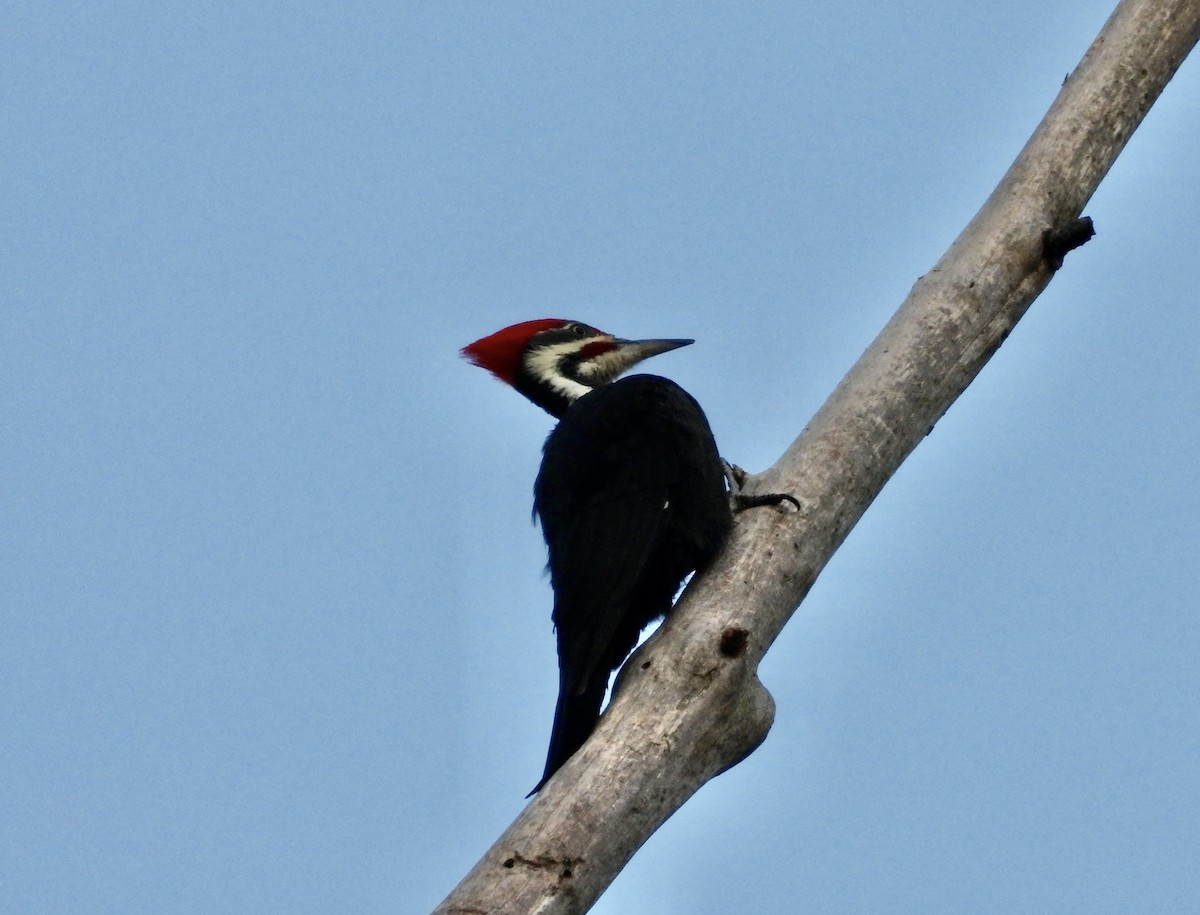 Pileated Woodpecker - ML624949724