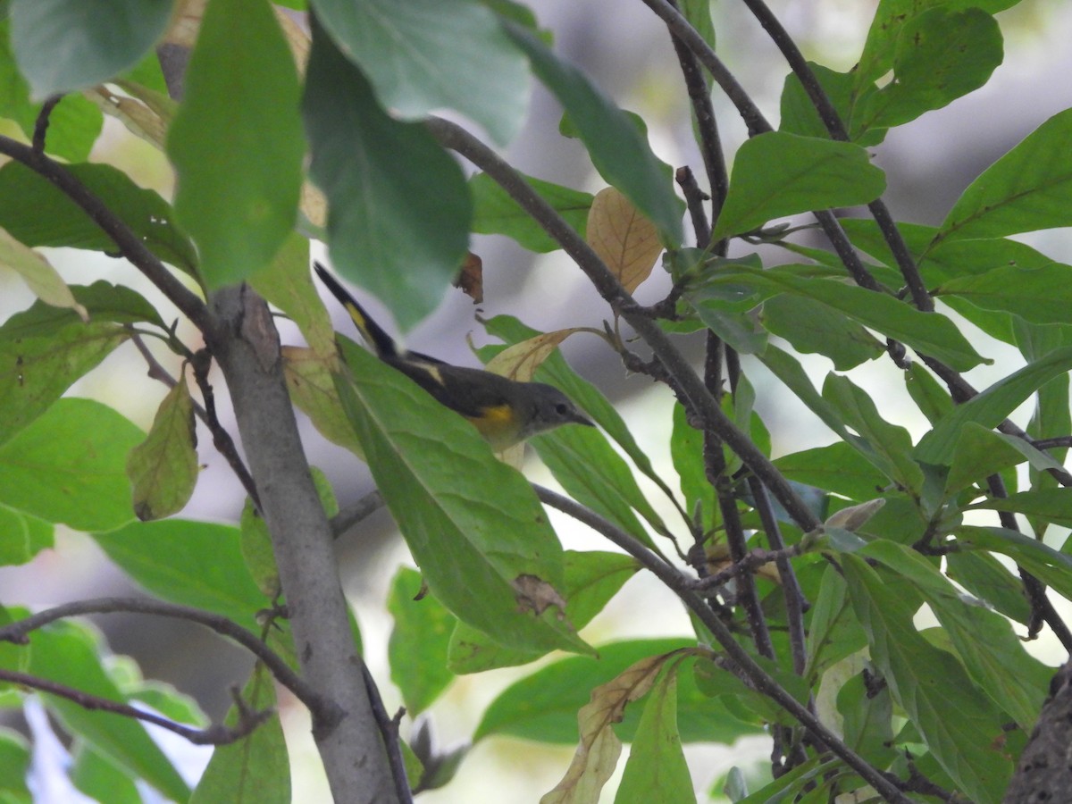 American Redstart - ML624949733