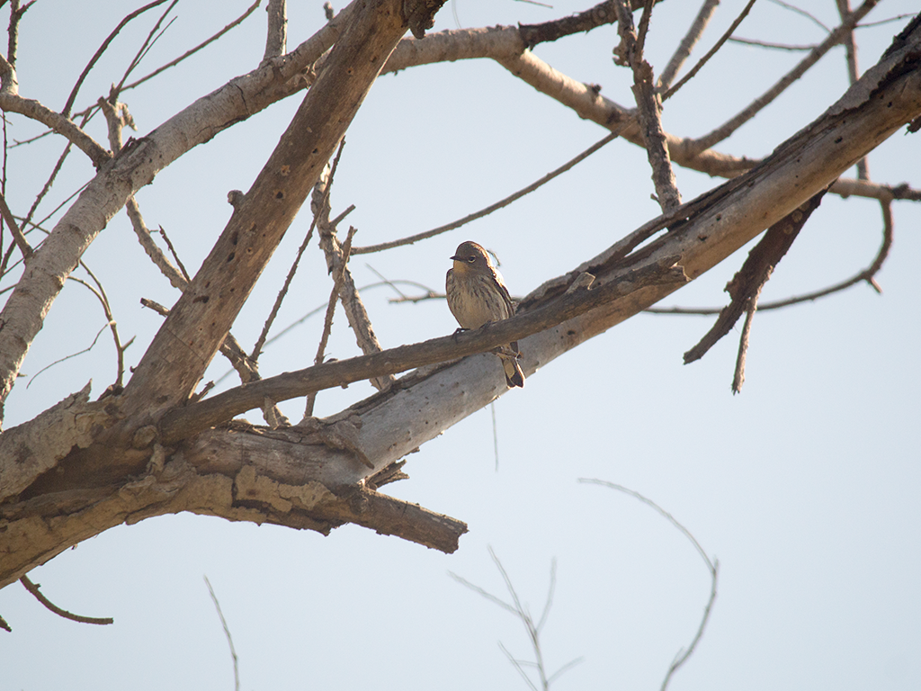 Yellow-rumped Warbler - ML624949819