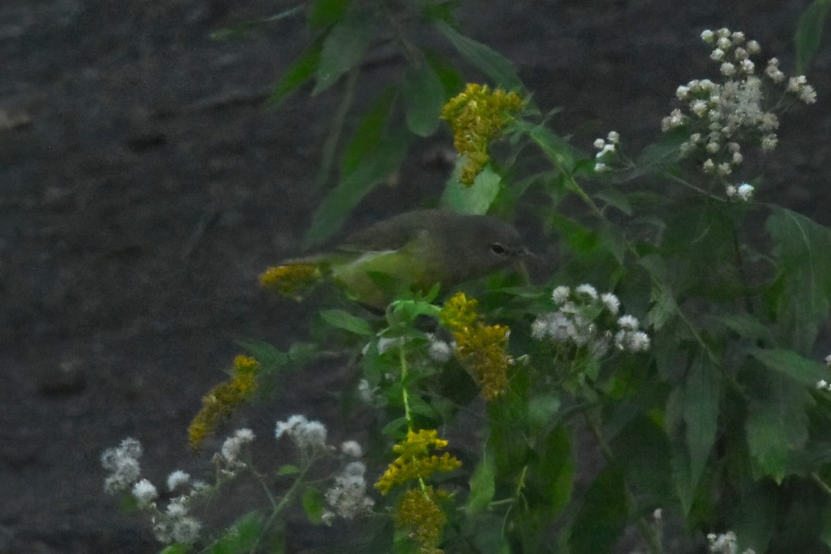 Orange-crowned Warbler - ML624949826