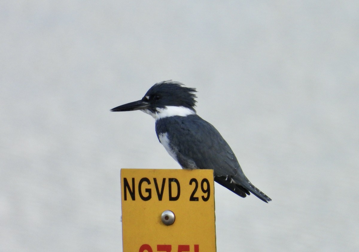 Belted Kingfisher - Patty McQuillan