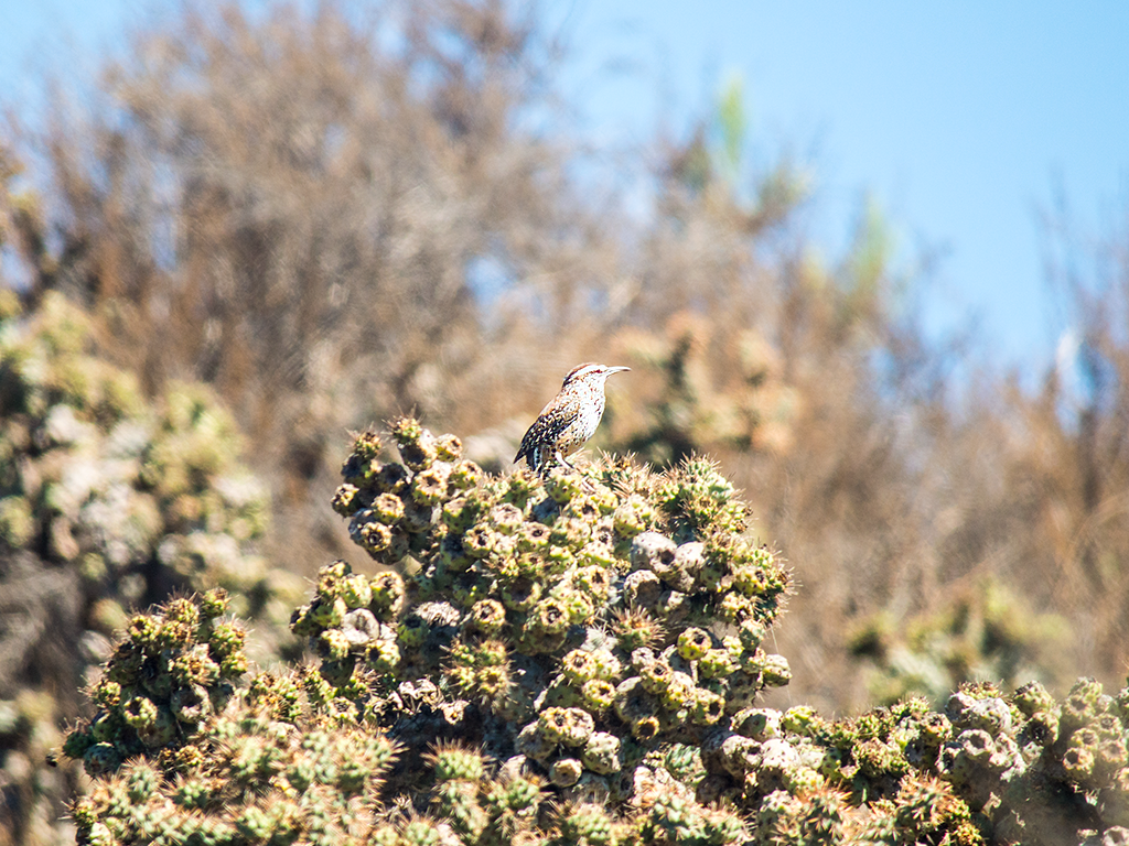 Cactus Wren - ML624949971