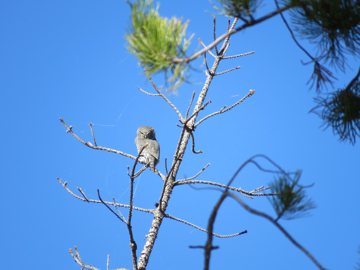 Northern Pygmy-Owl - ML624950048