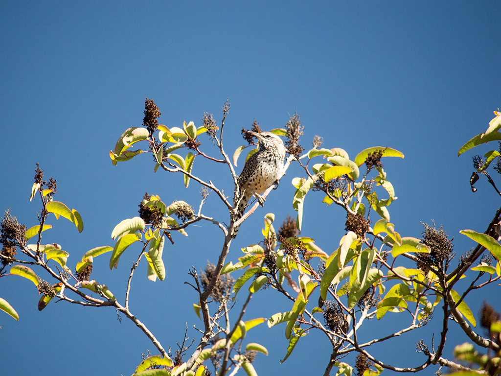 Cactus Wren - ML624950110