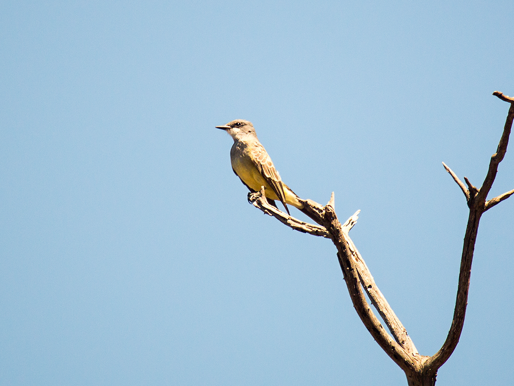 Cassin's Kingbird - ML624950183
