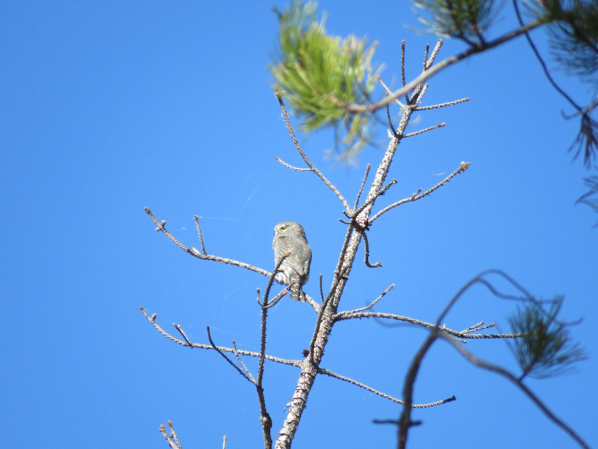 Northern Pygmy-Owl - ML624950188