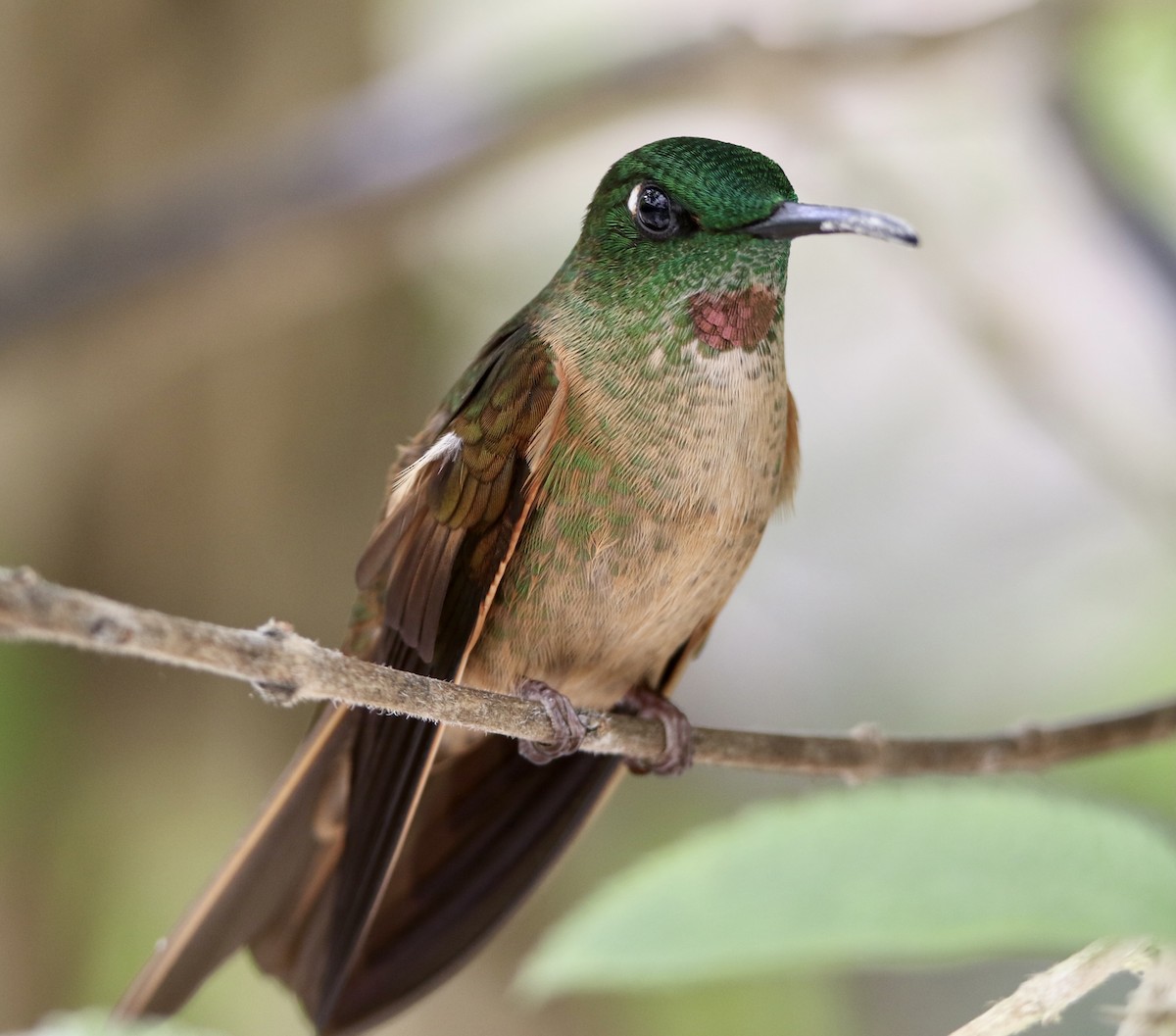 Fawn-breasted Brilliant - ML624950226