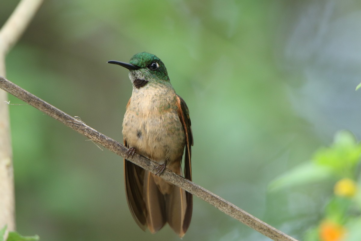 Fawn-breasted Brilliant - ML624950227