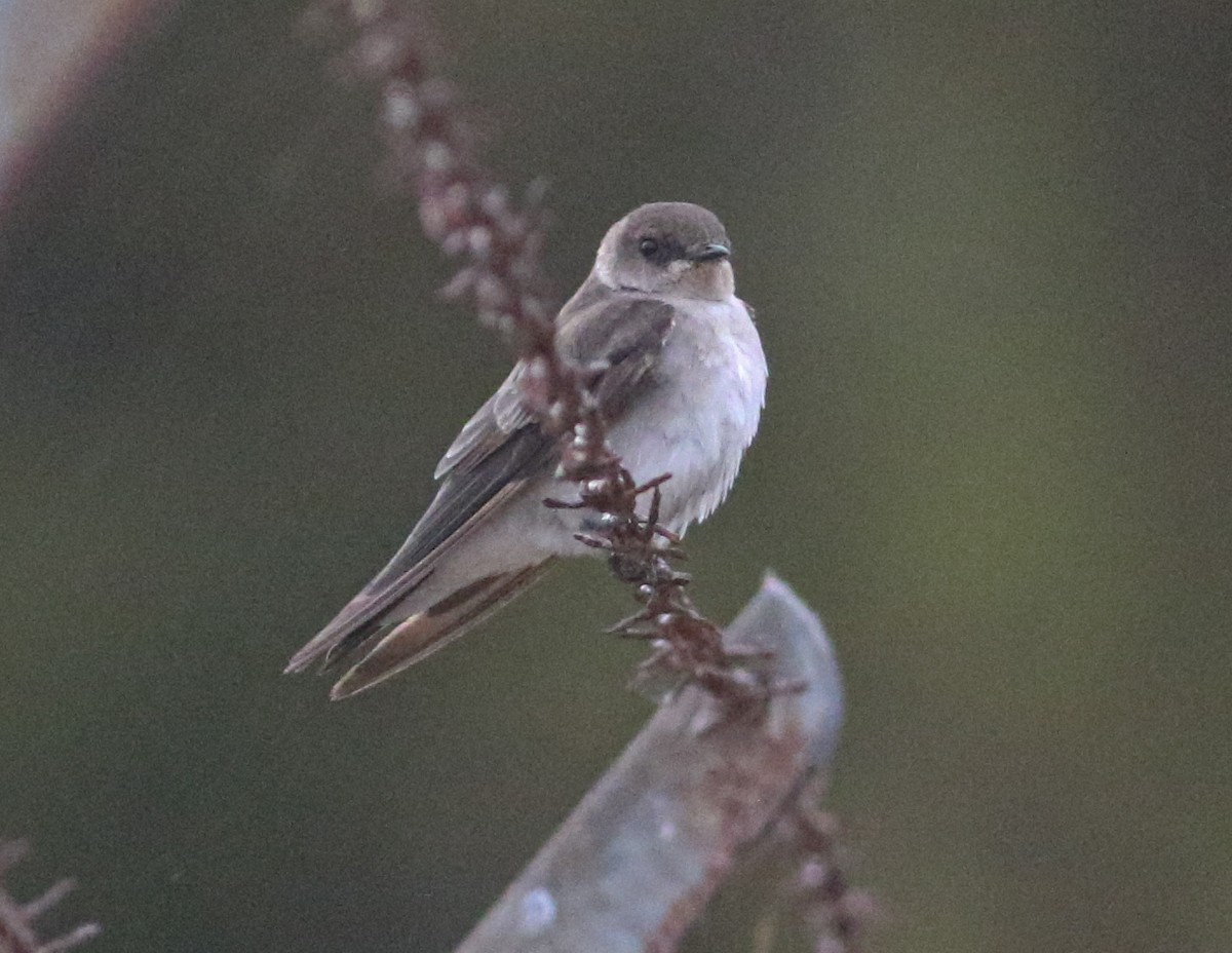 Northern Rough-winged Swallow - ML624950356