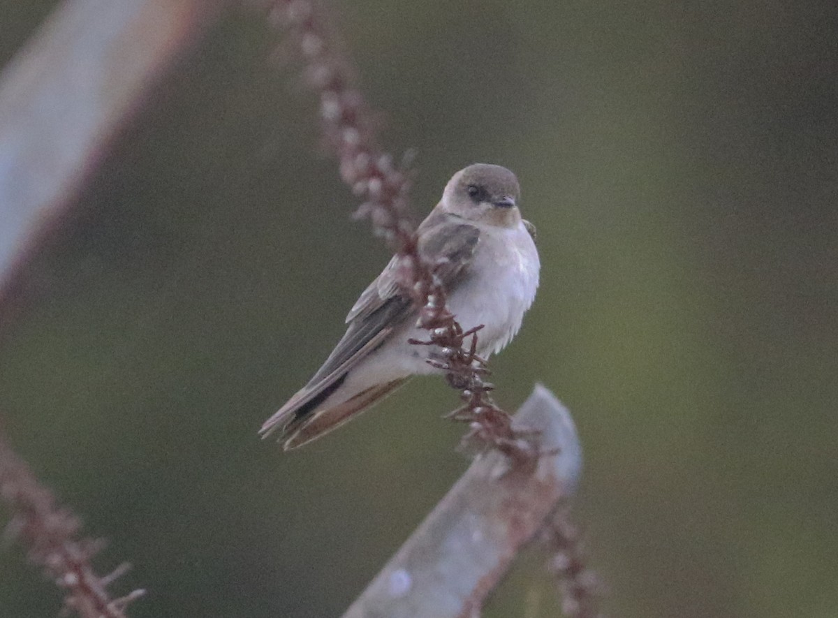 Northern Rough-winged Swallow - ML624950357