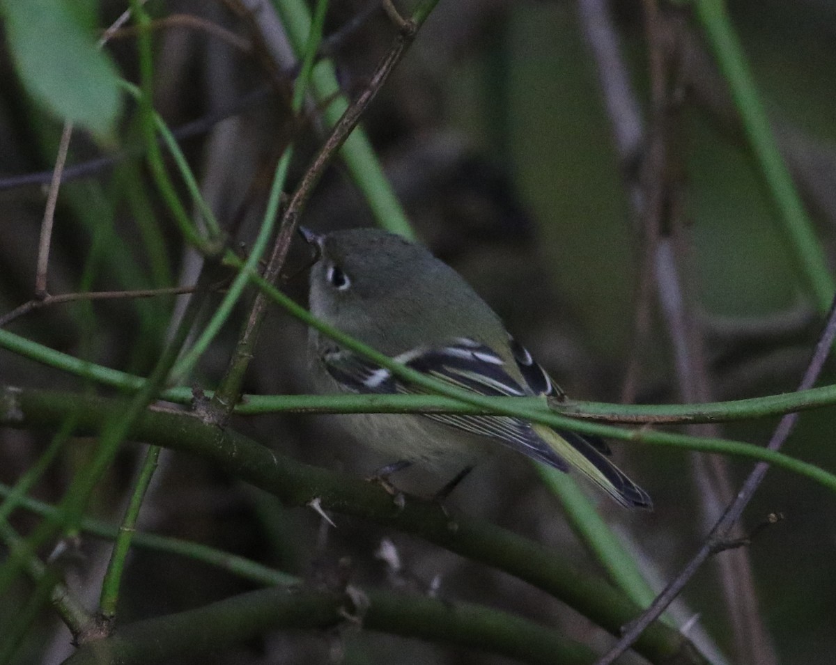 Ruby-crowned Kinglet - ML624950365