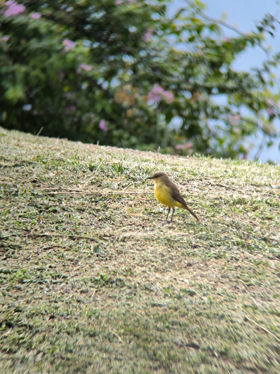 Cattle Tyrant - ML624950366