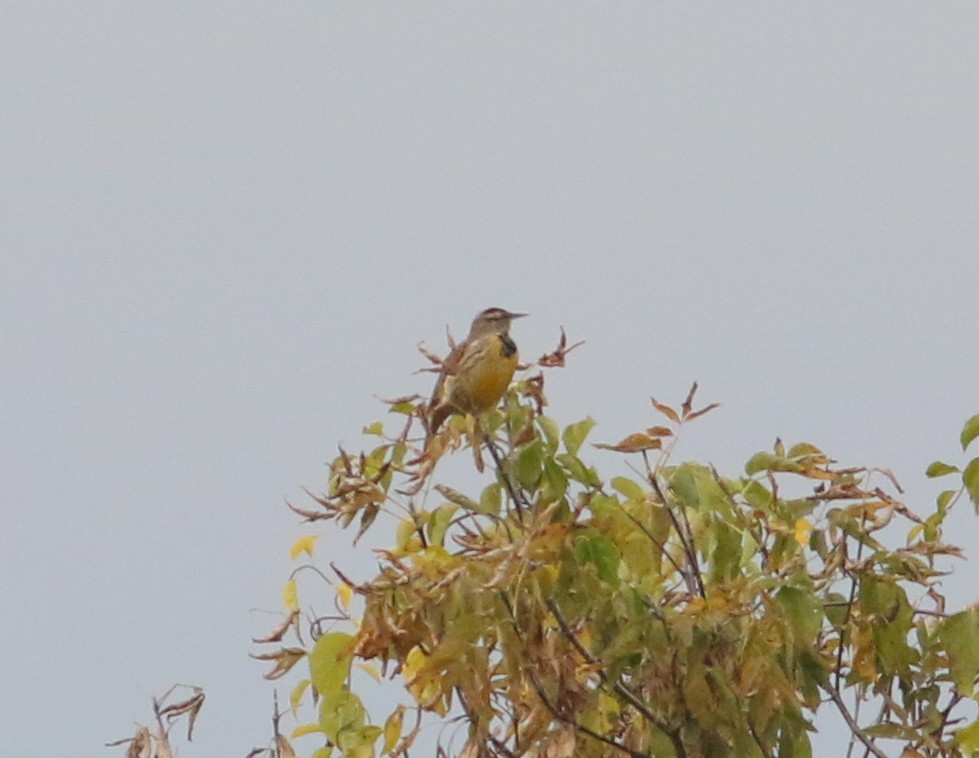 Eastern Meadowlark - ML624950391