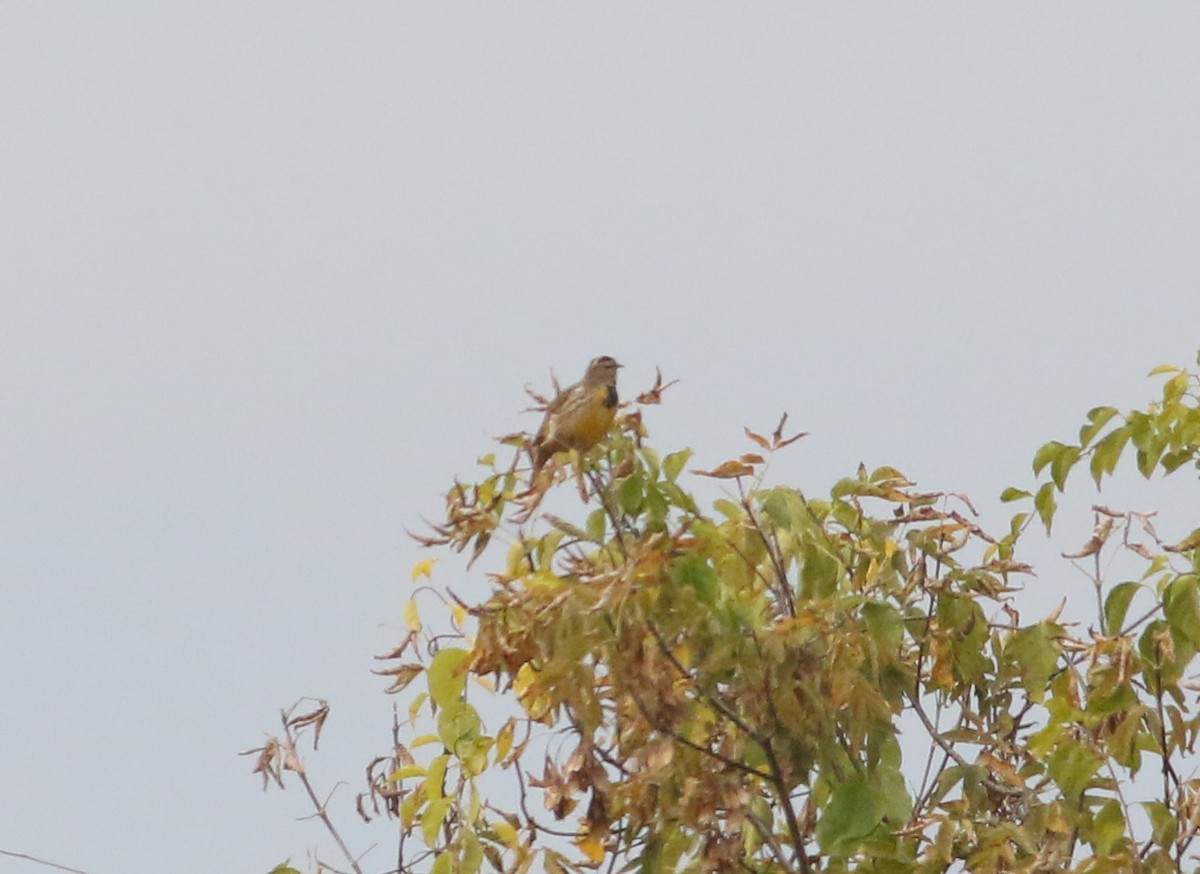 Eastern Meadowlark - ML624950392