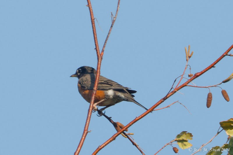American Robin - ML624950430