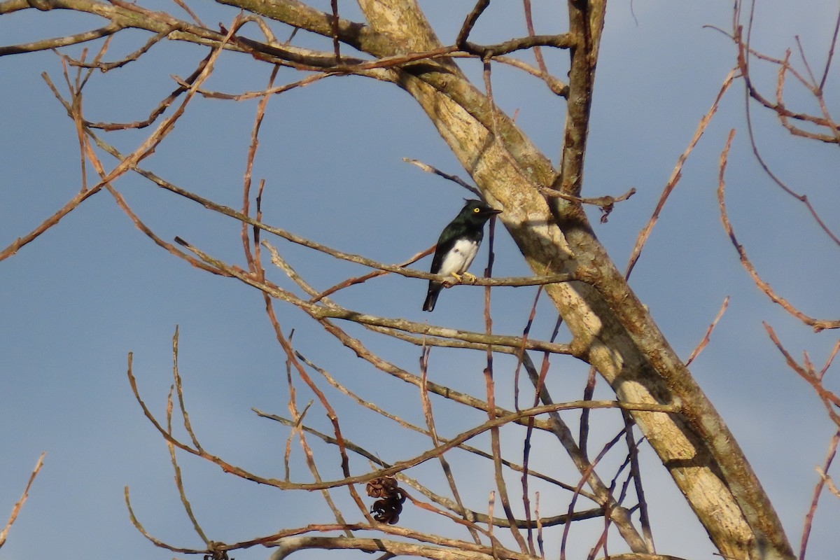 Black-and-white Shrike-flycatcher - ML624950443