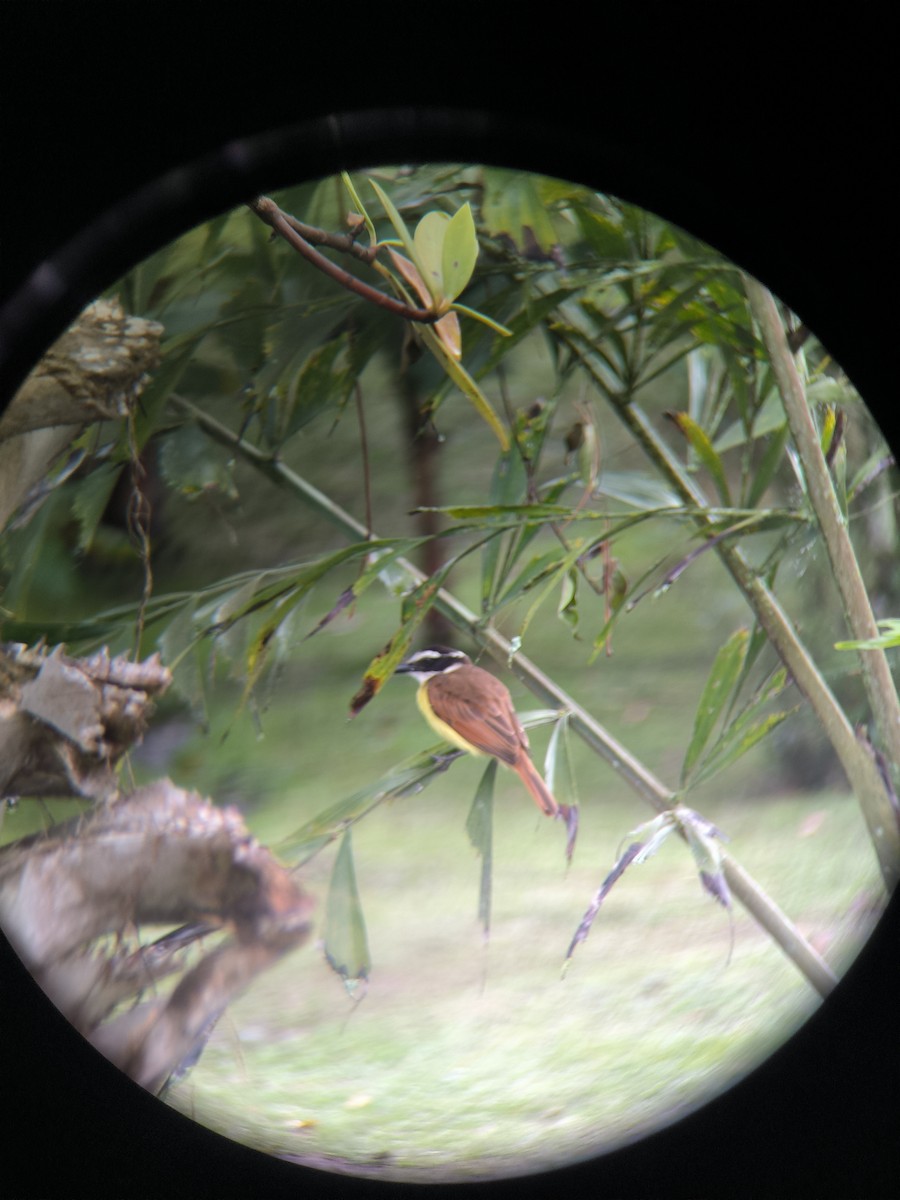 Great Kiskadee - ML624950444