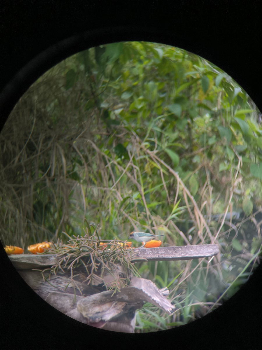 Scrub Tanager - ML624950524