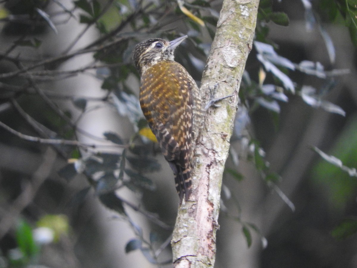 White-spotted Woodpecker - ML624950529