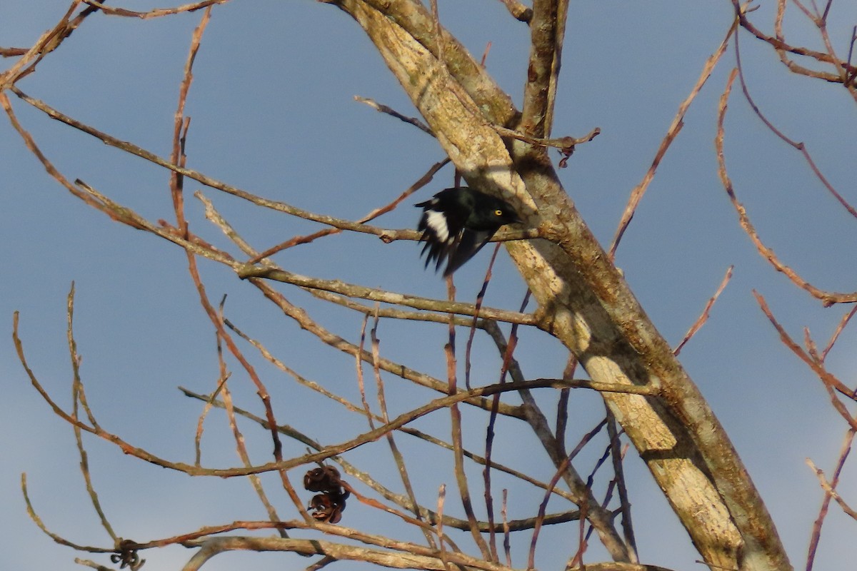 Black-and-white Shrike-flycatcher - ML624950540