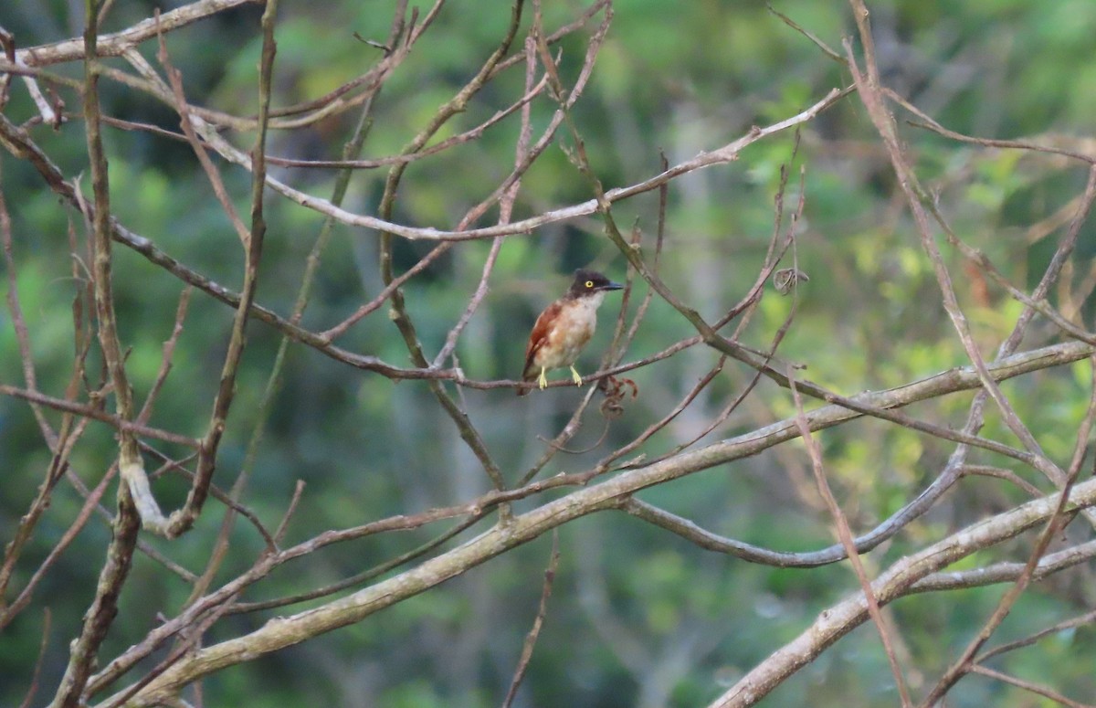 Black-and-white Shrike-flycatcher - ML624950542