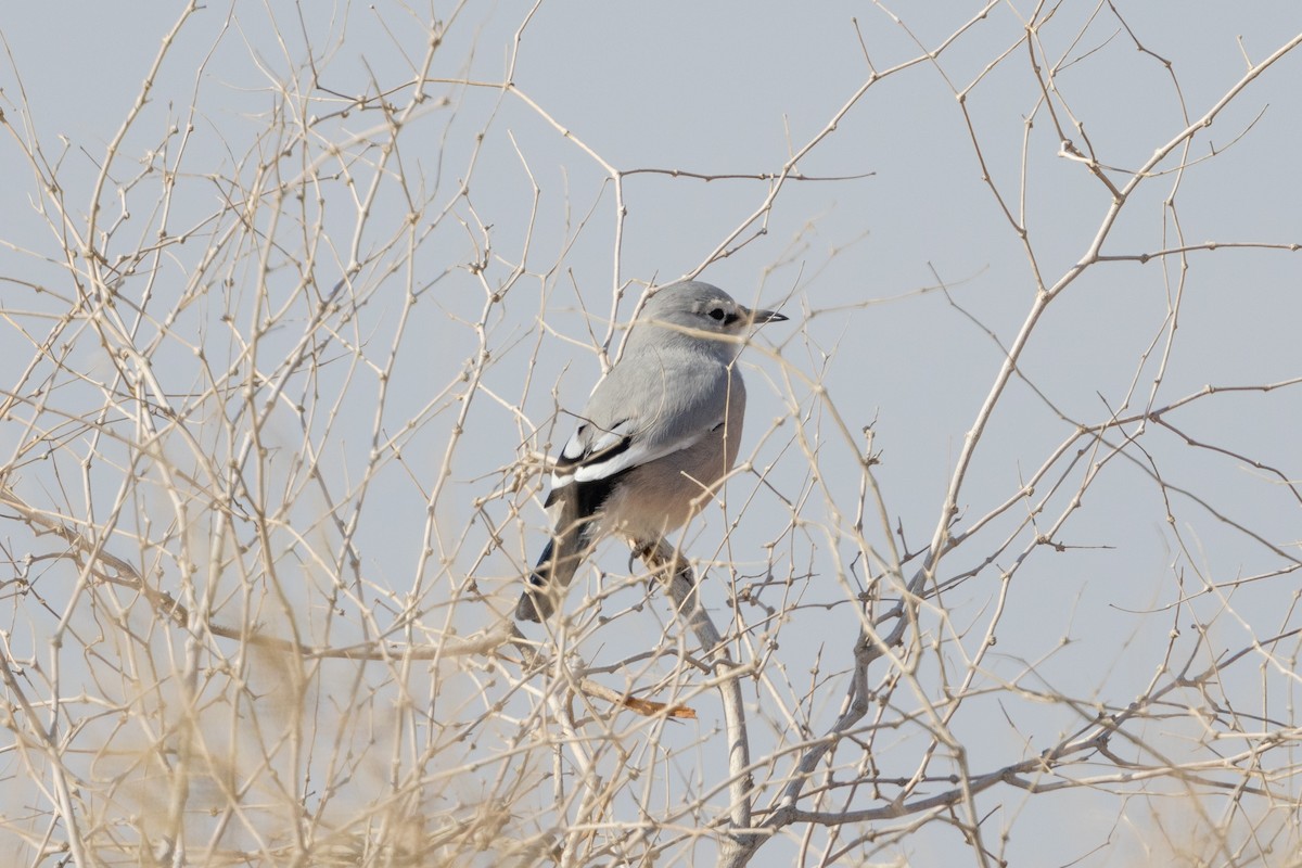 Turkestan Ground-Jay - ML624950547