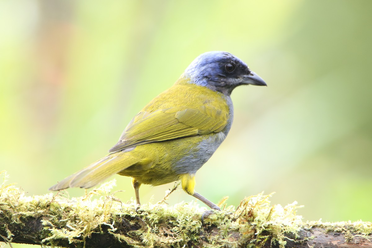 Blue-capped Tanager - ML624950759