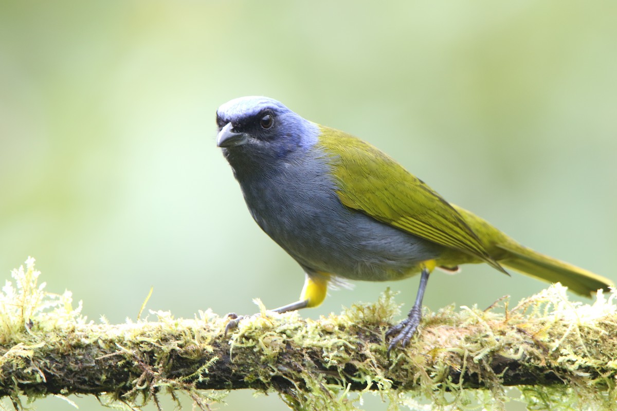 Blue-capped Tanager - ML624950760