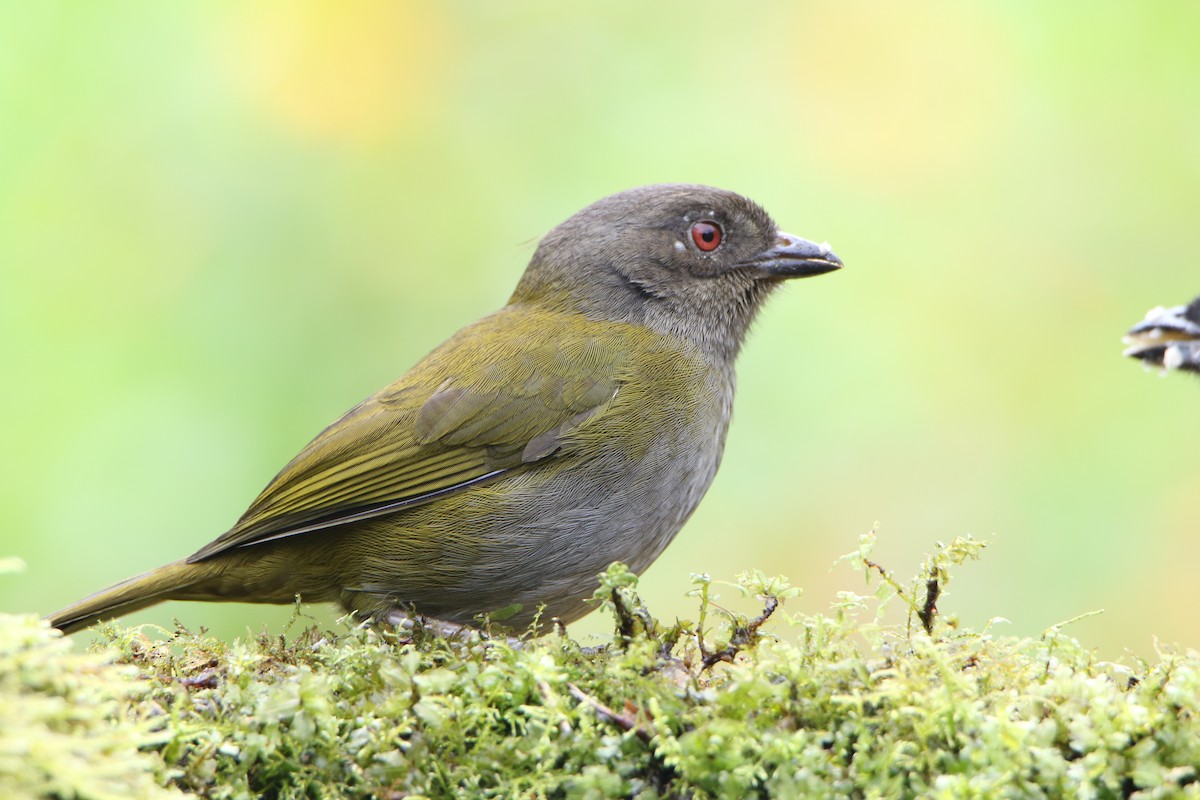 Dusky Chlorospingus - ML624950767