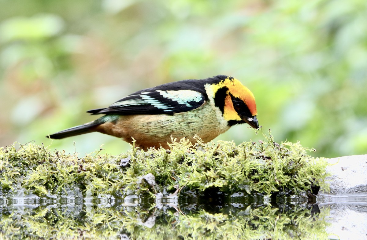 Flame-faced Tanager - ML624950790