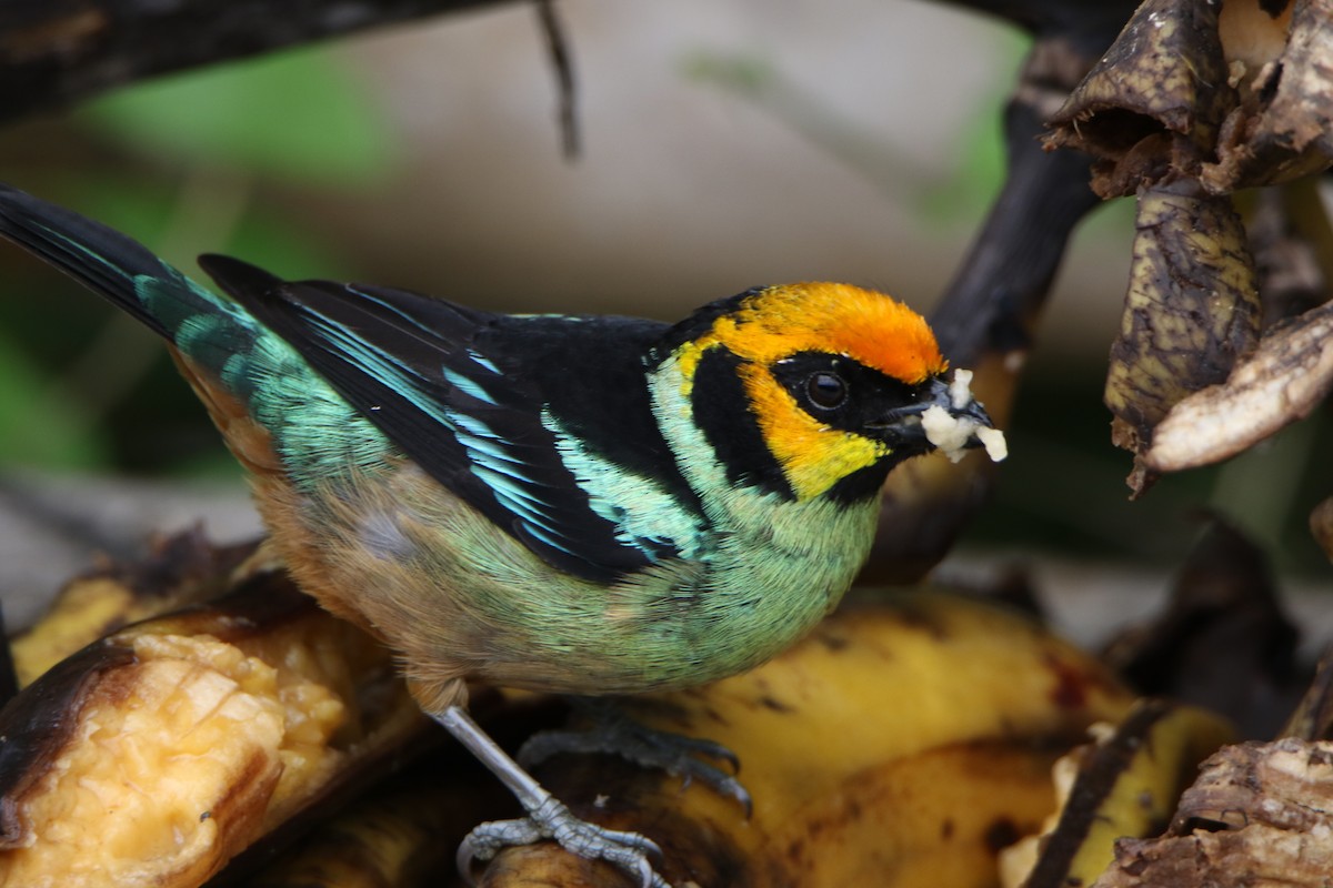 Flame-faced Tanager - ML624950791