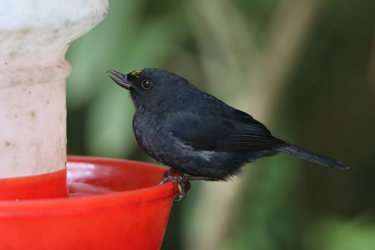 White-sided Flowerpiercer - ML624950804