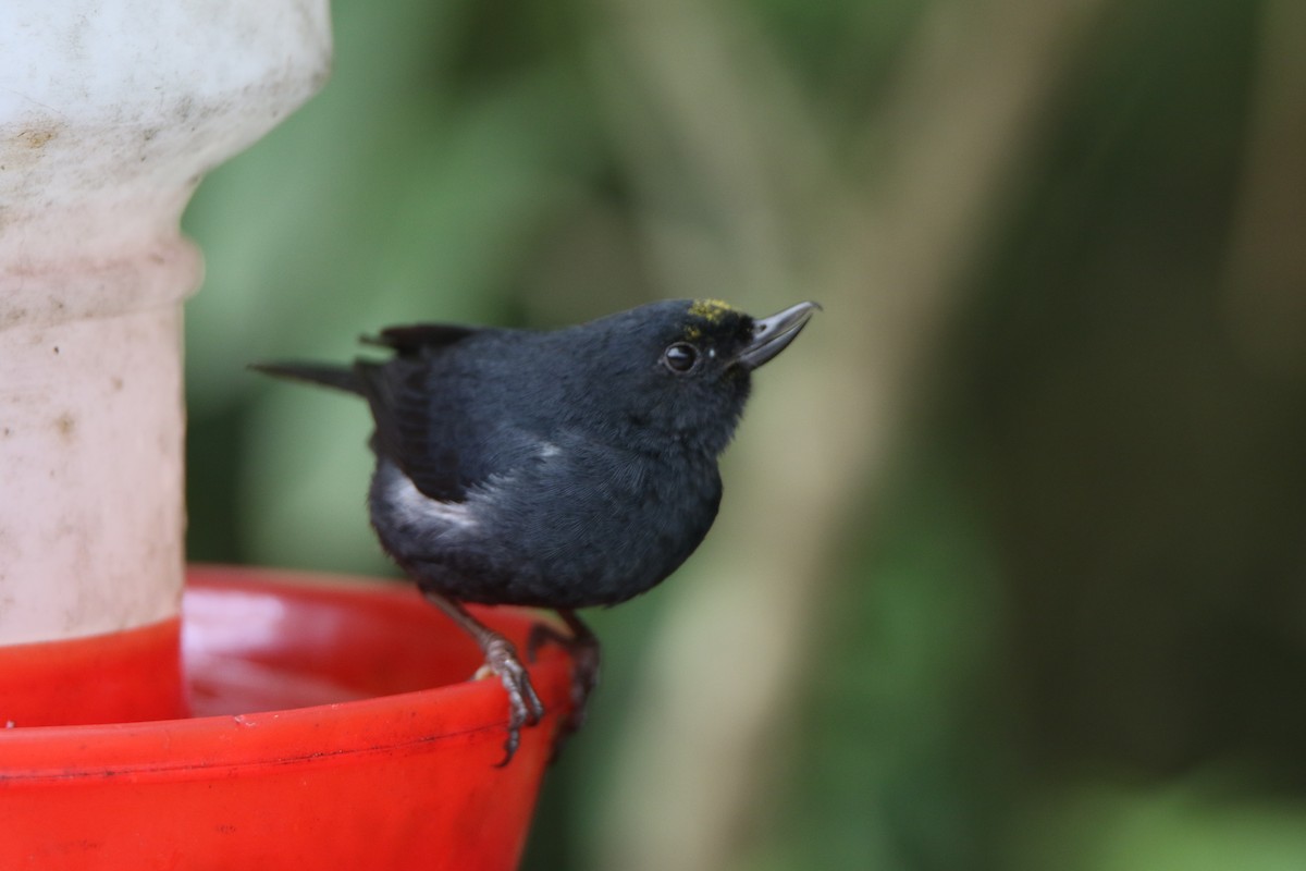 White-sided Flowerpiercer - ML624950805