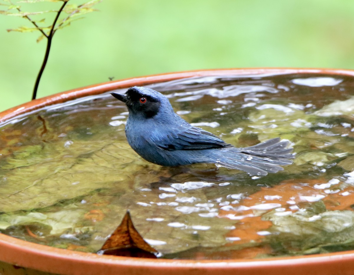 Masked Flowerpiercer - ML624950812