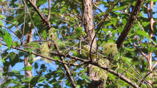 Magnolia Warbler - ML624951030