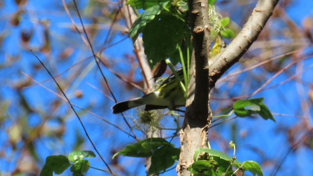 Magnolia Warbler - ML624951035