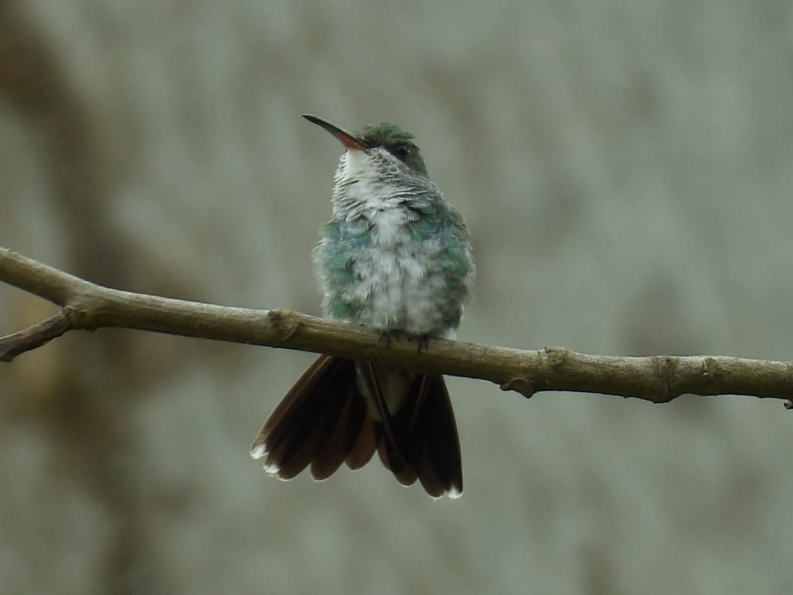 Sapphire-throated Hummingbird - ML624951054