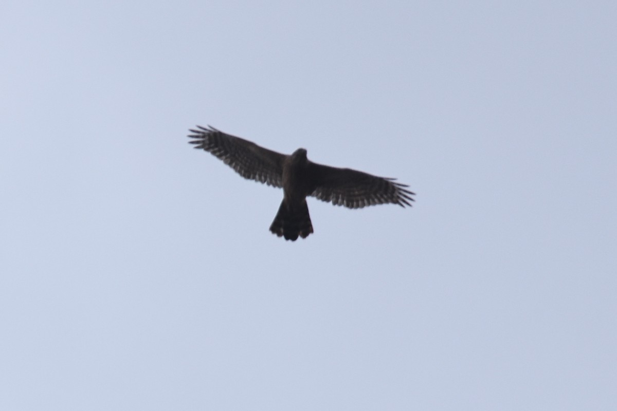 Eurasian Goshawk - ML624951068