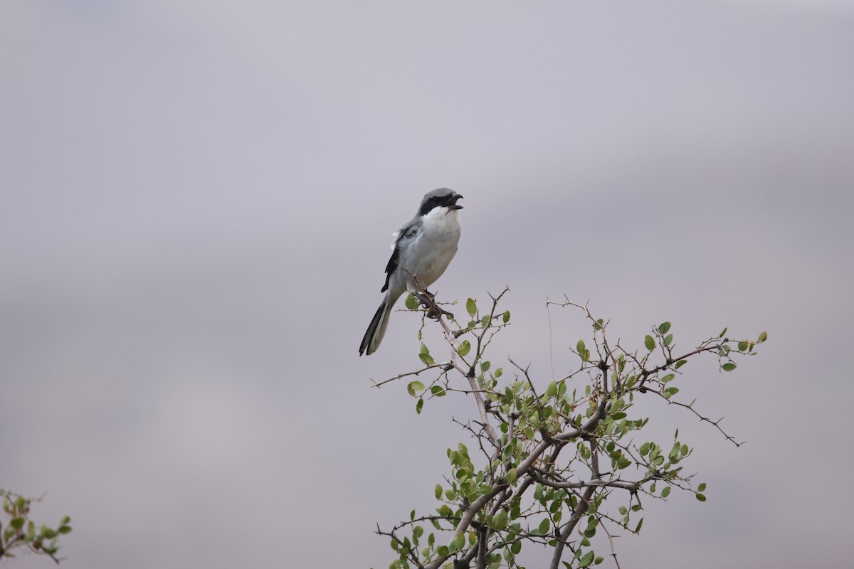Great Gray Shrike - ML624951083