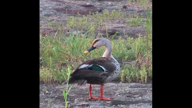 Indian Spot-billed Duck - ML624951153