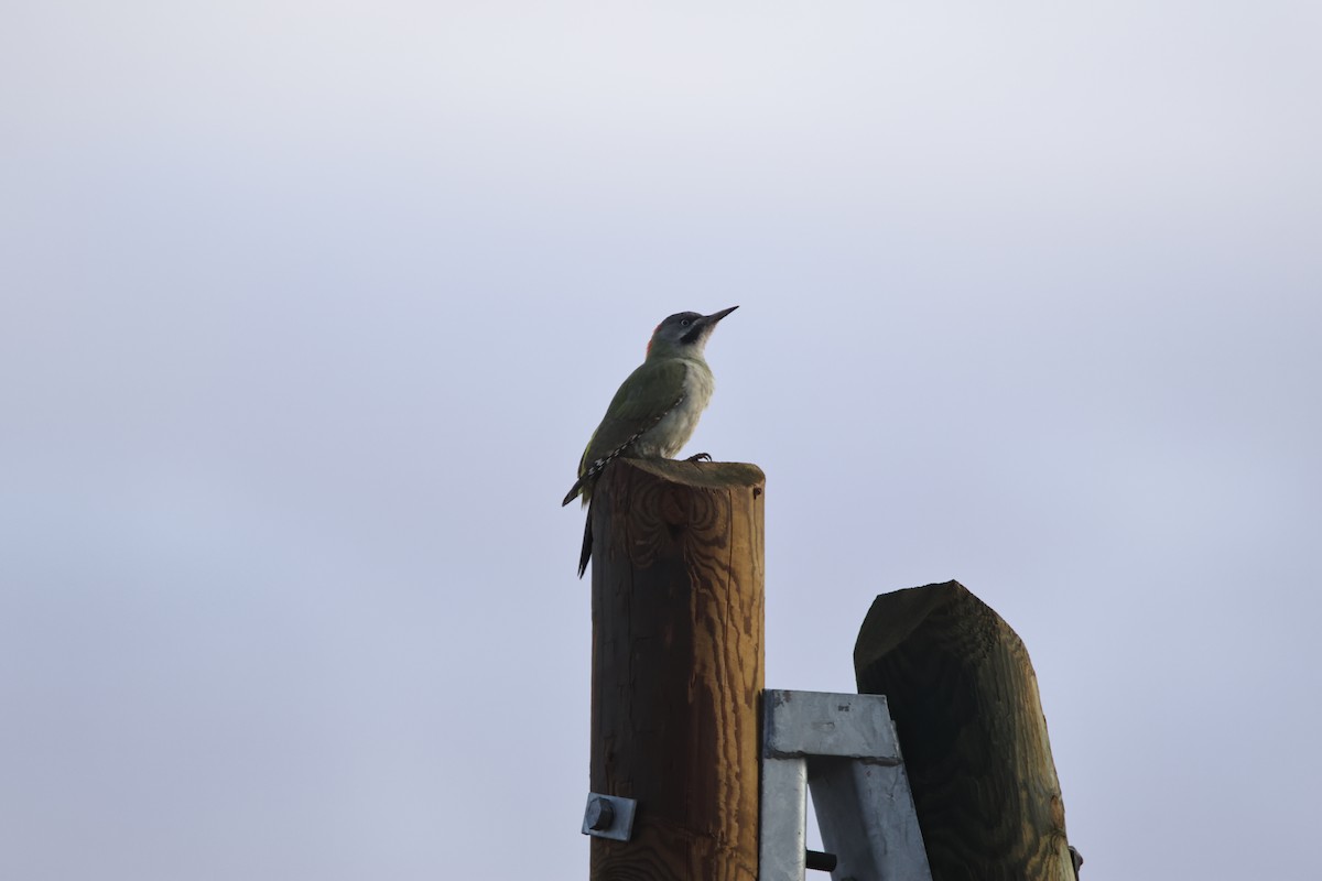 Levaillant's Woodpecker - ML624951162