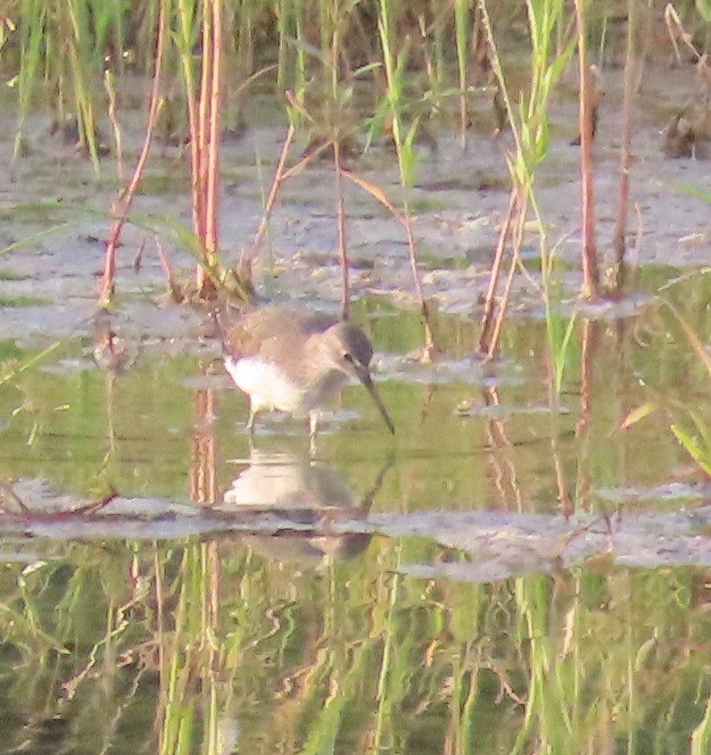 Green Sandpiper - ML624951287