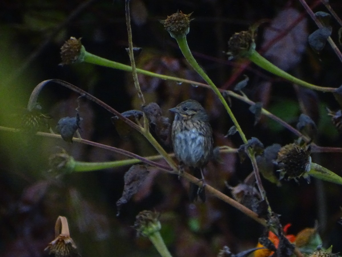 Lincoln's Sparrow - ML624951357