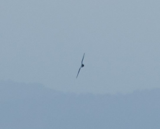 Mottled Petrel - Jodi Webber