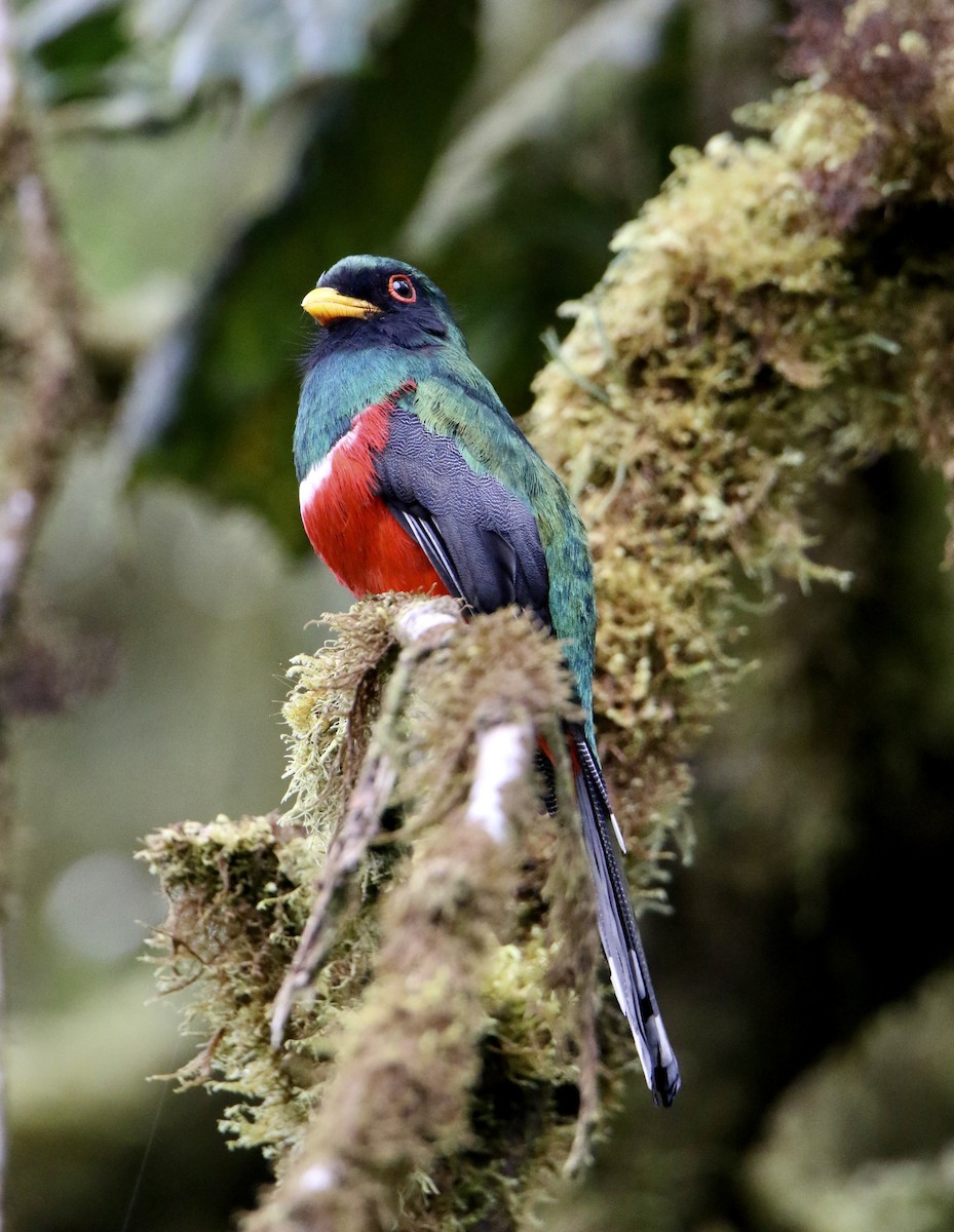 Masked Trogon - William Tice