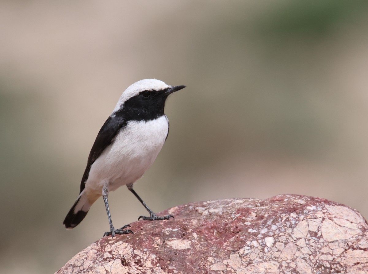 Mourning Wheatear (Maghreb) - ML624951562