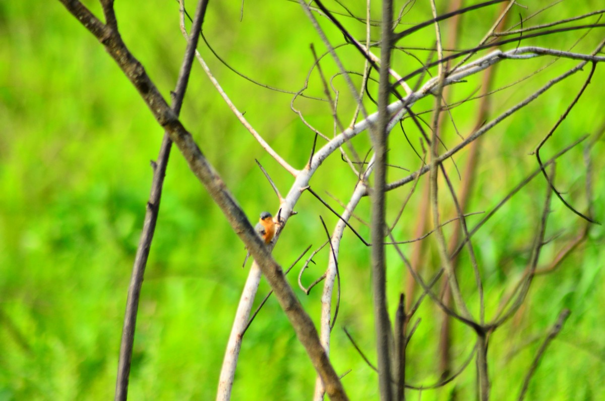 Tawny-bellied Seedeater - ML624951593